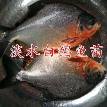 白鲳鱼苗淡水白鲳鱼苗