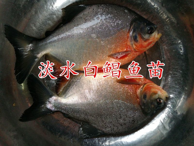 白鲳鱼苗淡水白鲳鱼苗
