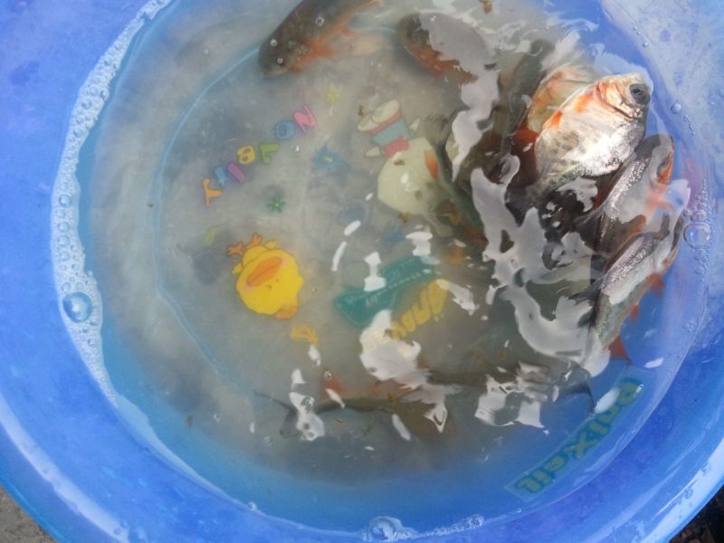 白鲳鱼苗淡水白鲳鱼苗