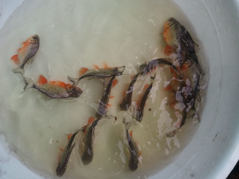 白鲳鱼苗淡水白鲳鱼苗