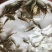 白鲳鱼苗淡水白鲳鱼苗