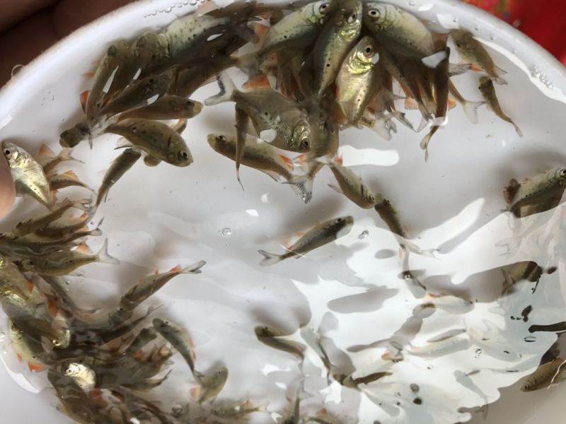 白鲳鱼苗淡水白鲳鱼苗