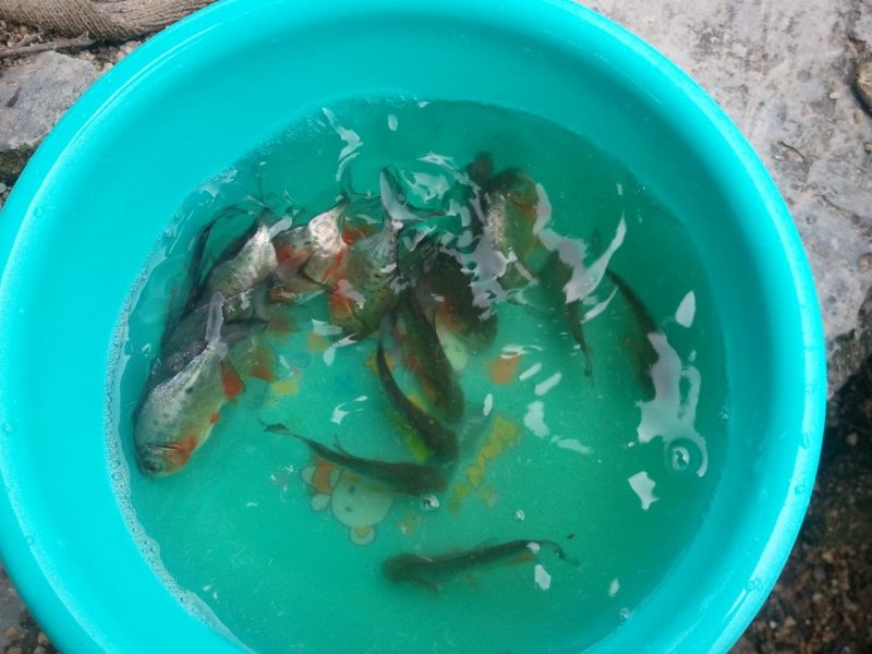 白鲳鱼苗淡水白鲳鱼苗