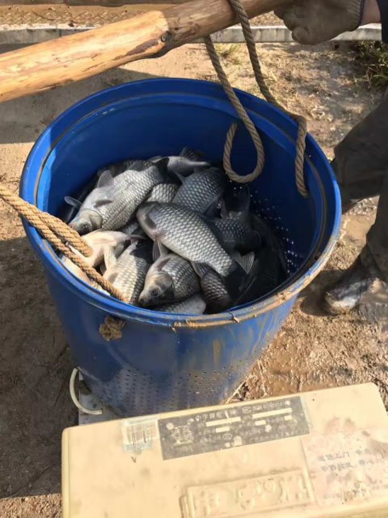 杂交鲫鱼鱼苗3~5公分