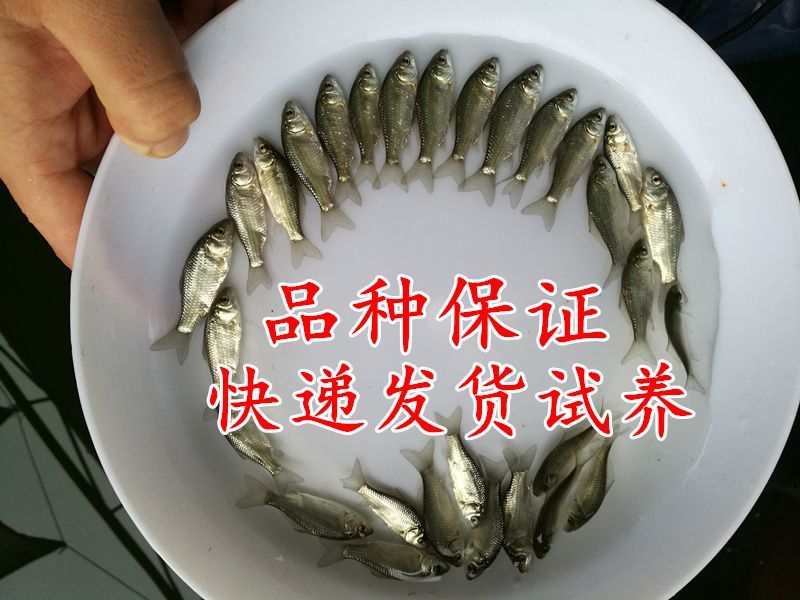 杂交鲫鱼鱼苗3~5公分