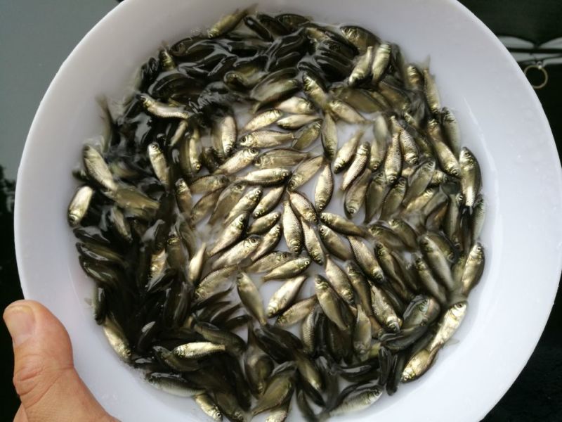 杂交鲫鱼鱼苗3~5公分