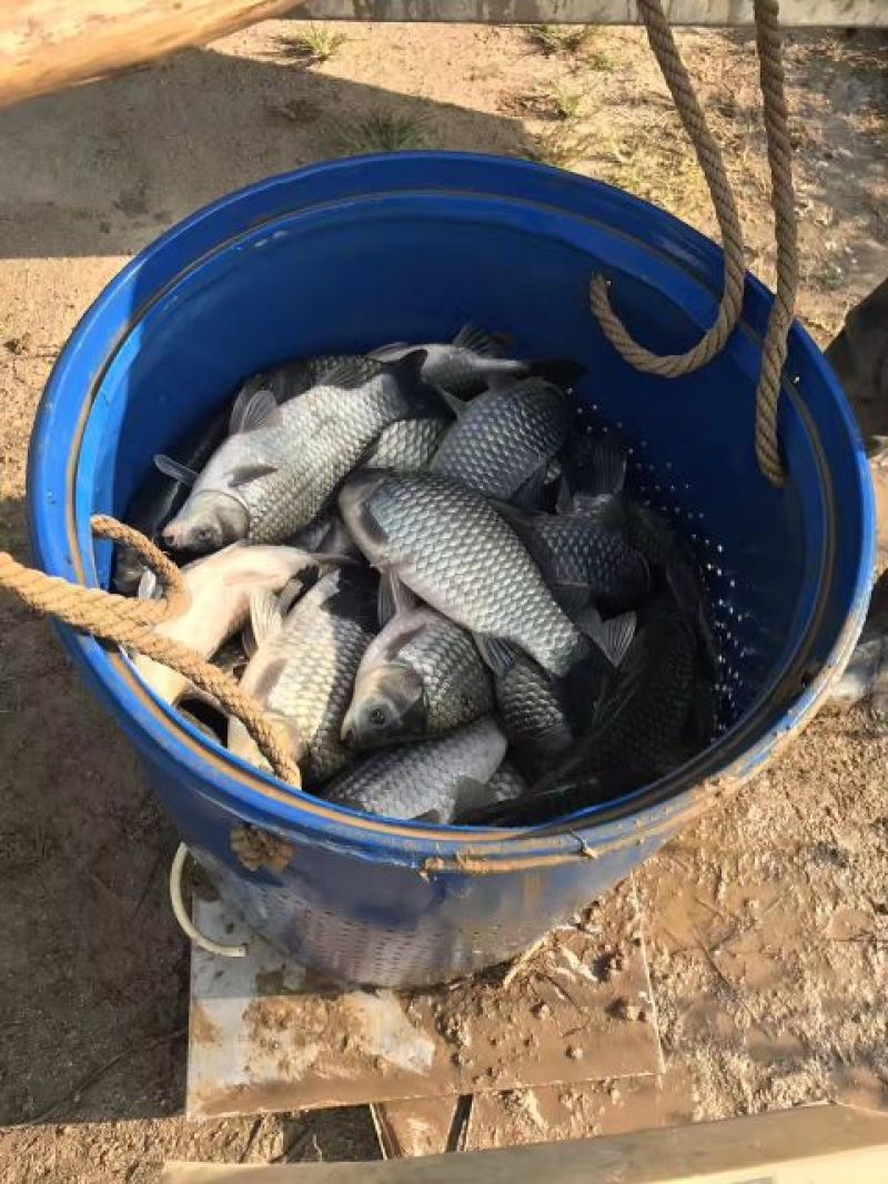 杂交鲫鱼鱼苗3~5公分