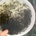 杂交鲫鱼鱼苗3~5公分