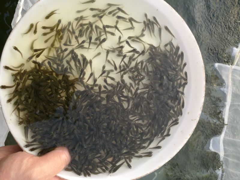 杂交鲫鱼鱼苗3~5公分