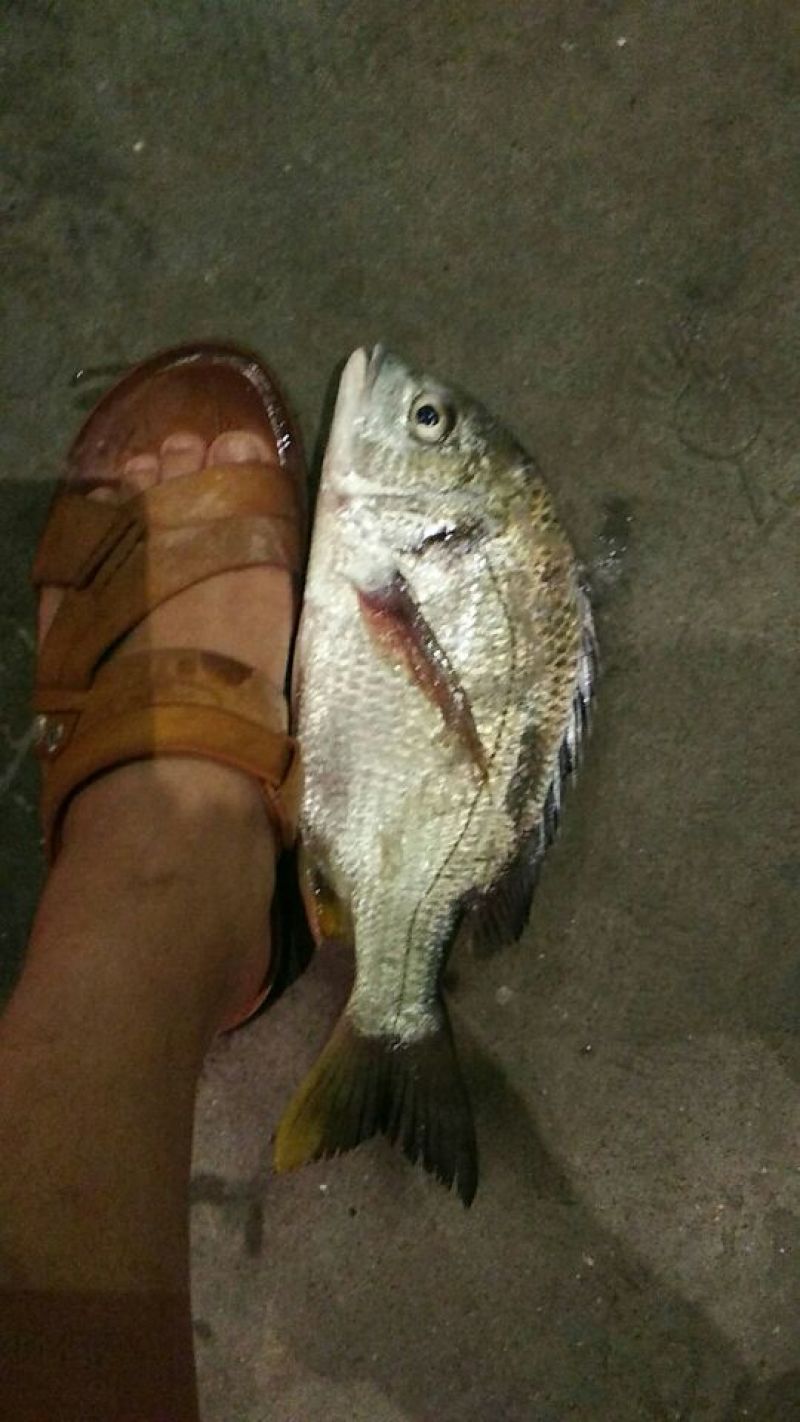 黄翅鱼