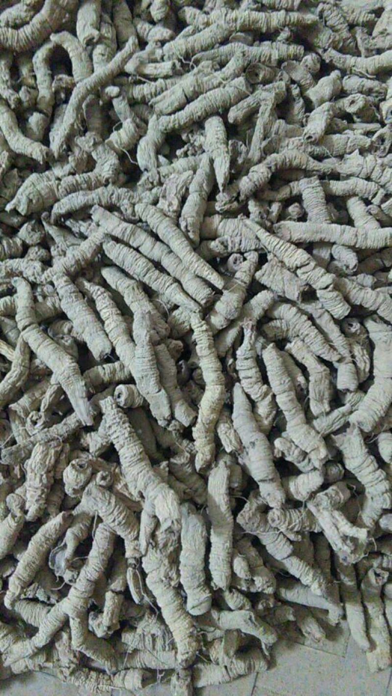 巴戟天抽心干货