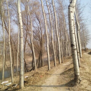 杨树10~20cm