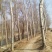 杨树10~20cm