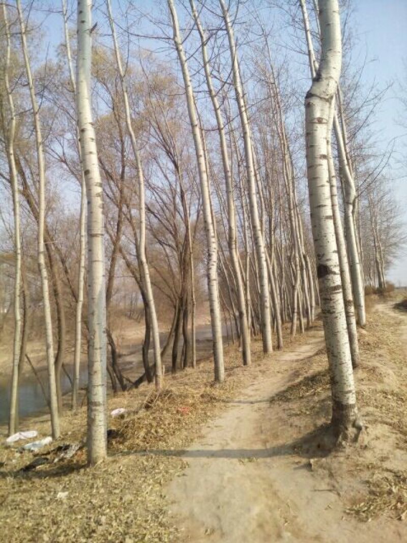 杨树10~20cm