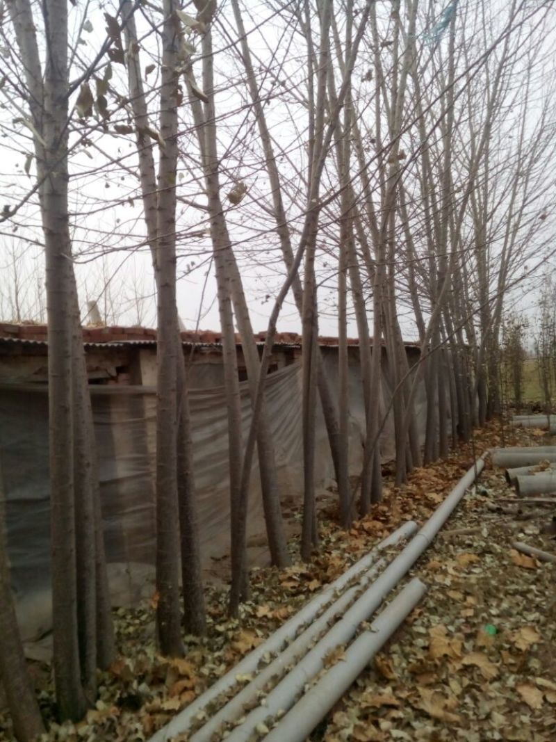 杨树10~20cm