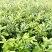 红心蜜柚苗0.8－1.5高40－120公分