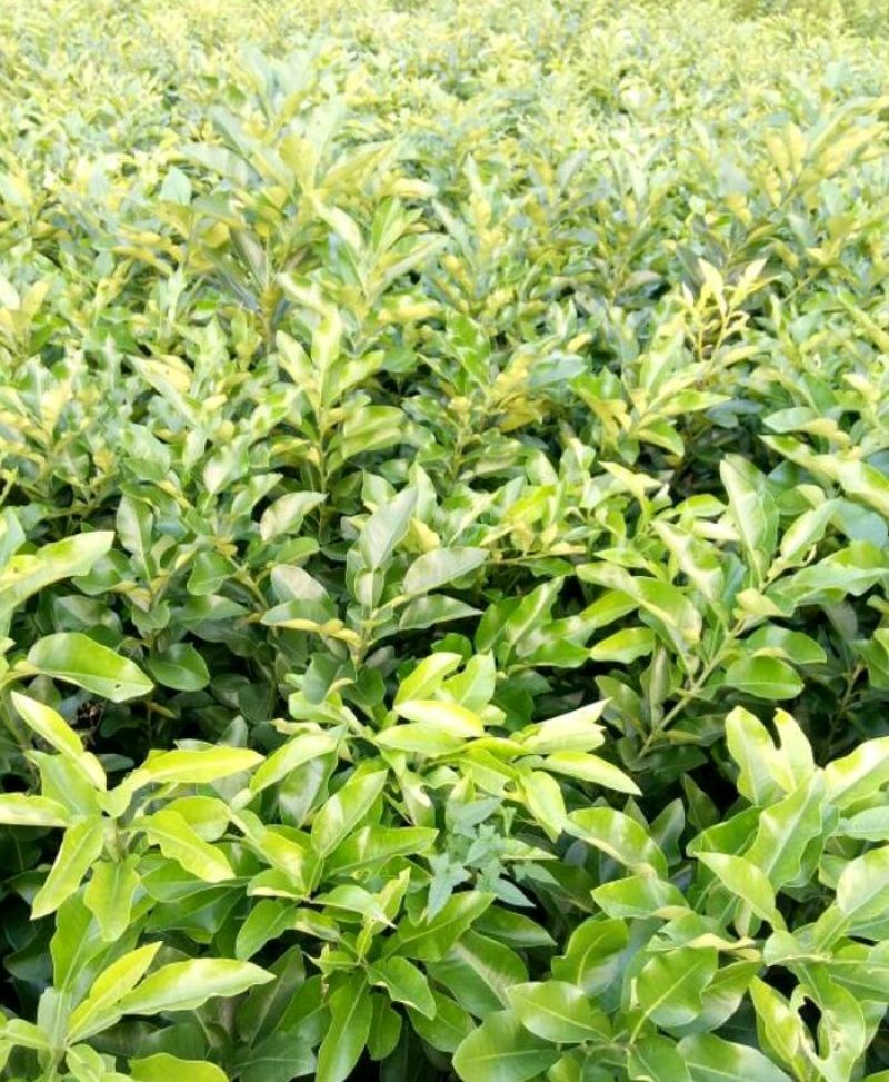 红心蜜柚苗0.8－1.5高40－120公分