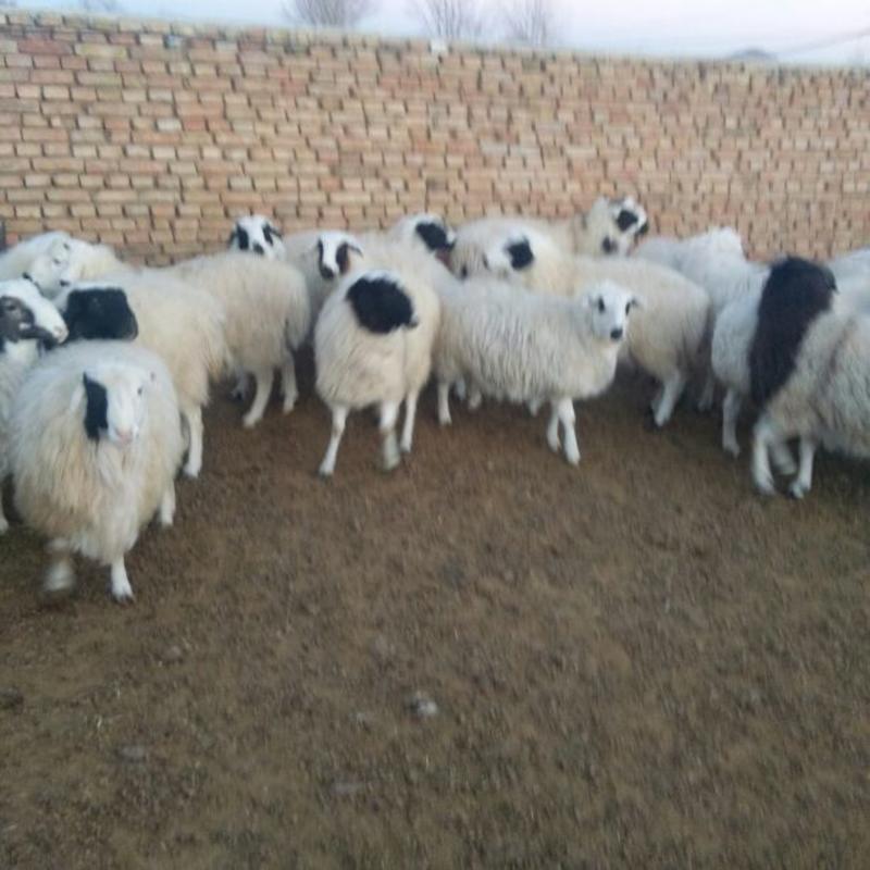 羊羔50~80斤/头，草地绵羊，，，，，，，，