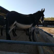 优质德州驴苗种驴批发零售都可以提供养殖技术服务