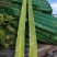 莴苣1~1.5斤50~60cm
