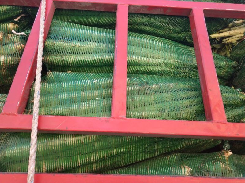 莴苣1~1.5斤50~60cm