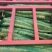 莴苣1~1.5斤50~60cm