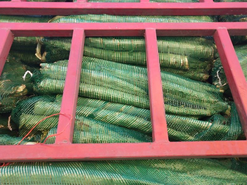 莴苣1~1.5斤50~60cm