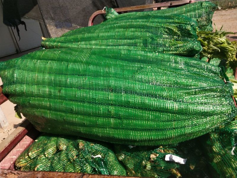 莴苣1~1.5斤50~60cm