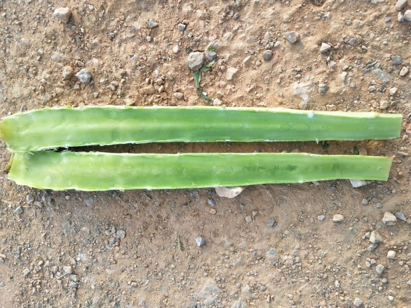莴苣1~1.5斤50~60cm