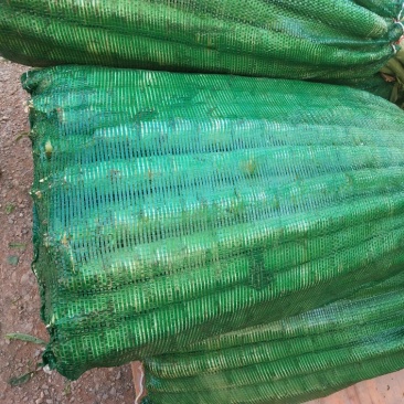 莴苣1~1.5斤50~60cm