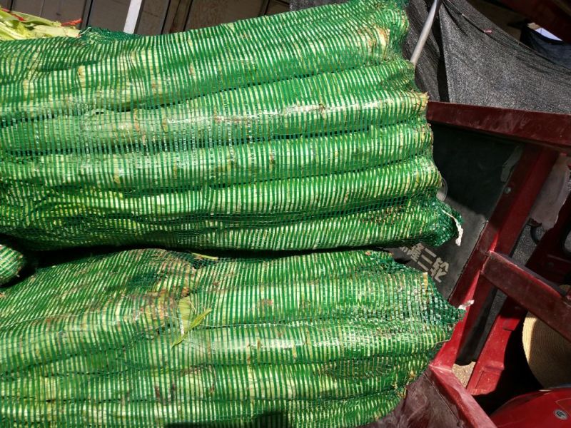 莴苣1~1.5斤50~60cm