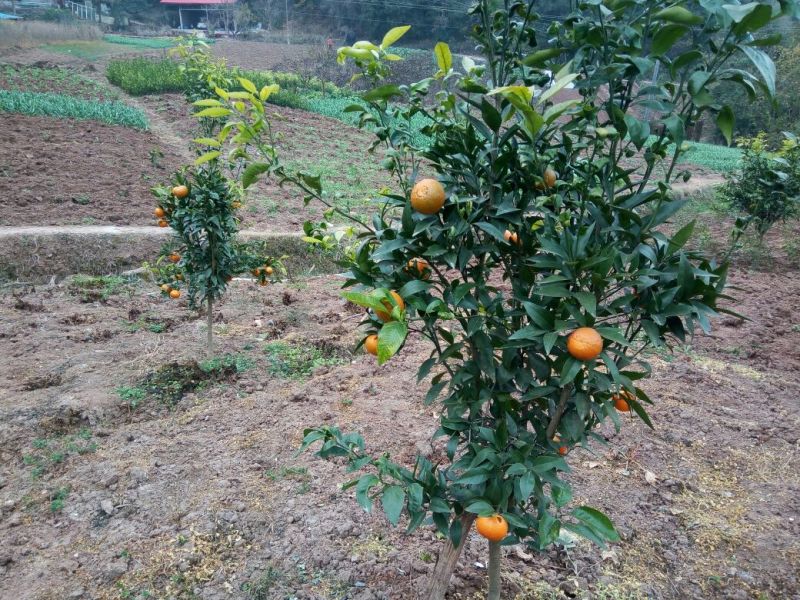 沃柑苗有各种枮木，无病青秀
