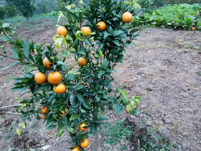 沃柑苗有各种枮木，无病青秀