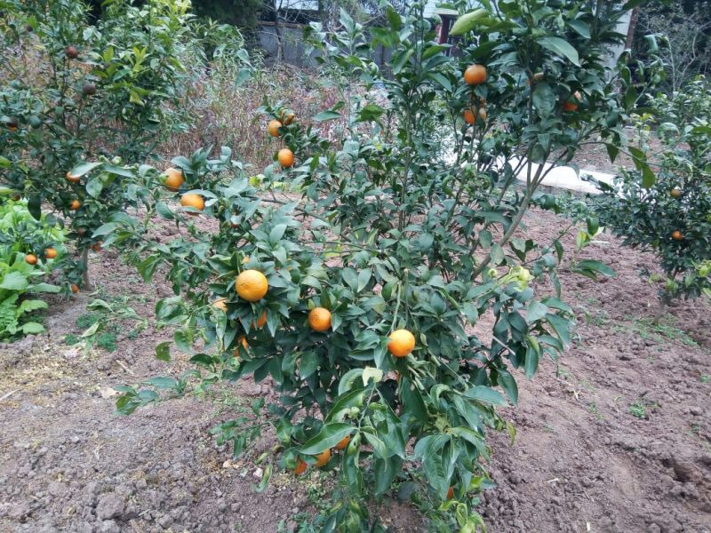 沃柑苗有各种枮木，无病青秀
