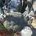 西兰花0.8~1.5斤