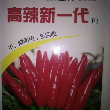 朝天椒种子97%以上