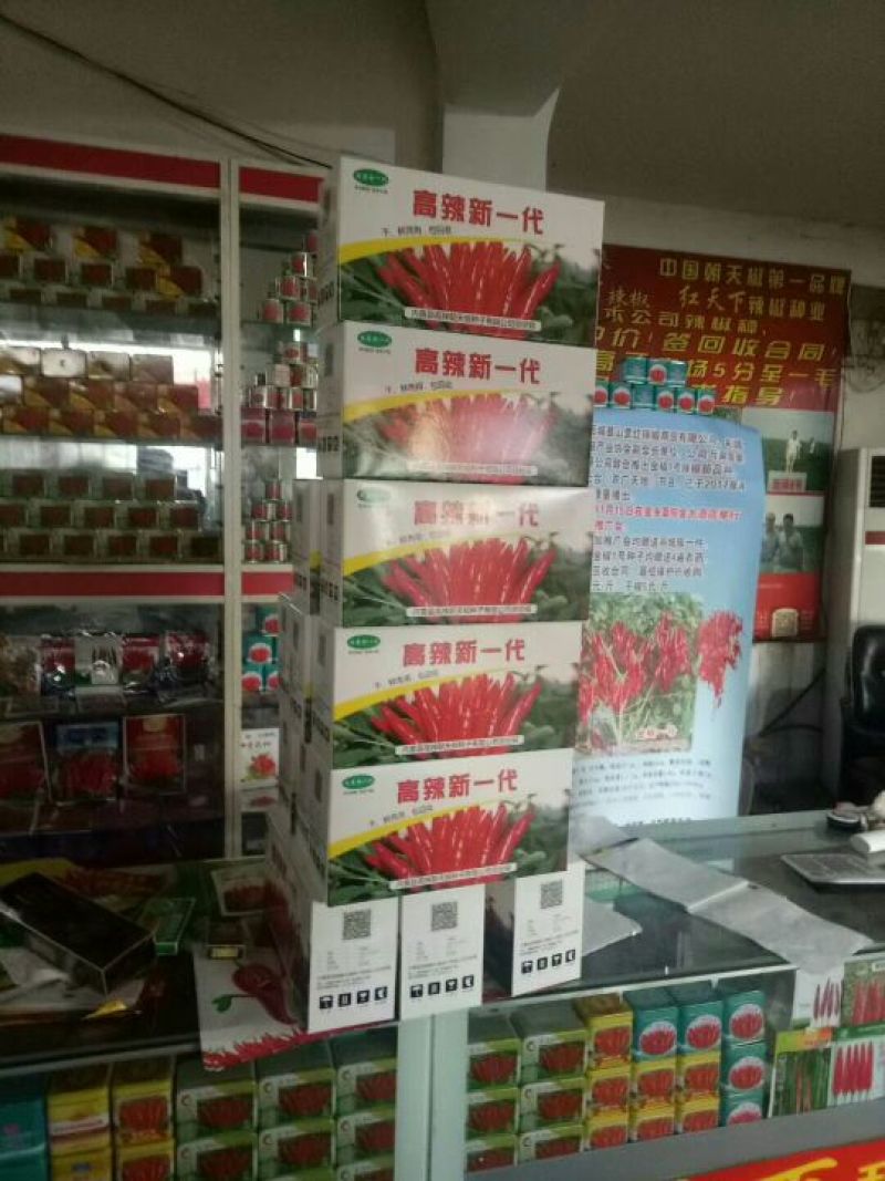 朝天椒种子97%以上