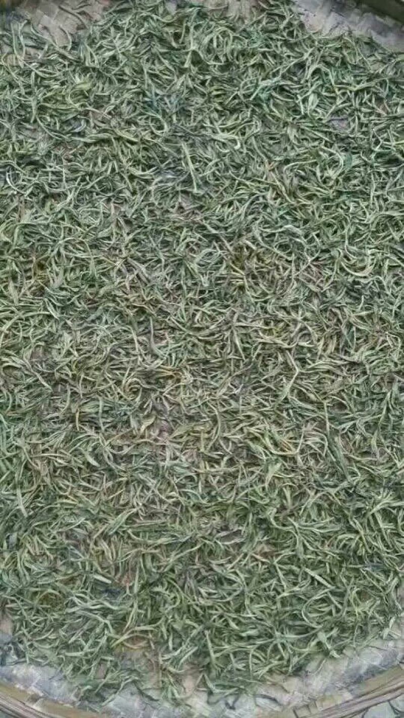 普洱绿茶