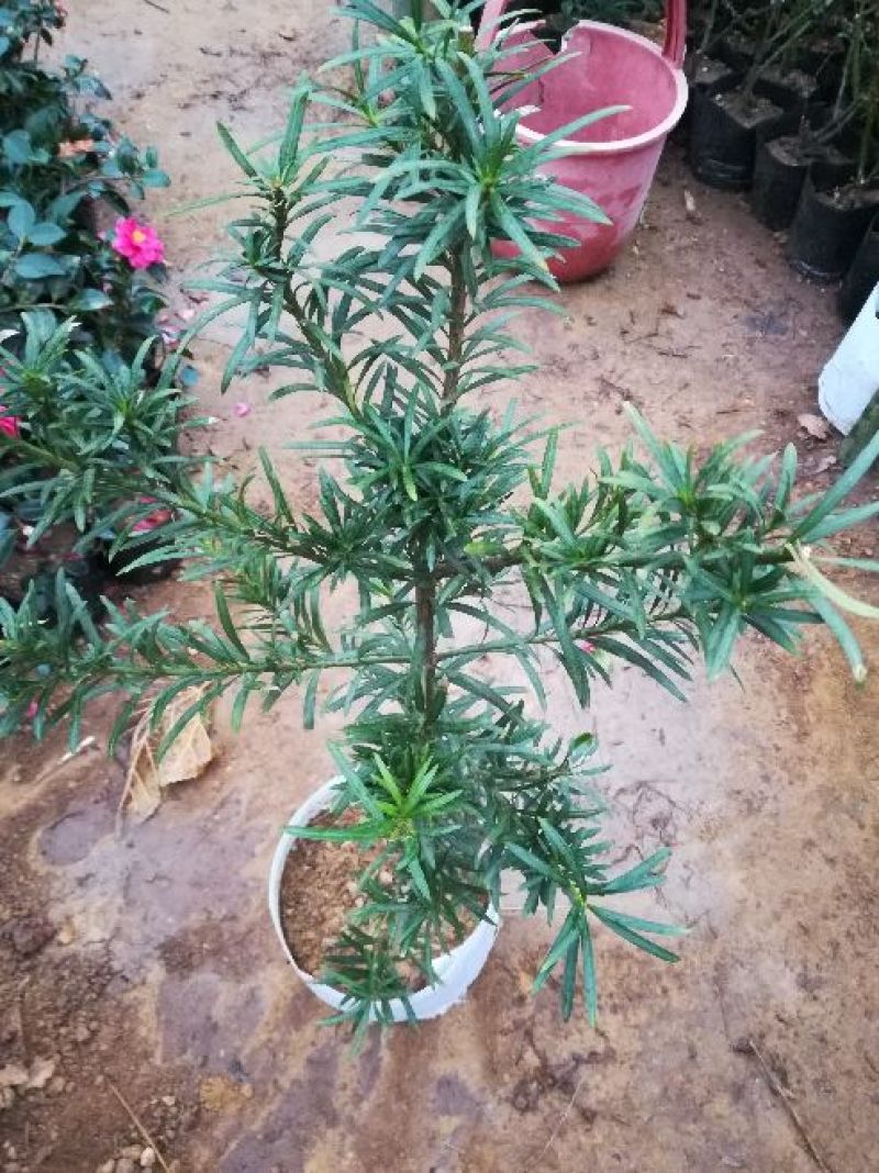 罗汉松雀舌罗汉松罗汉松盆景地栽苗