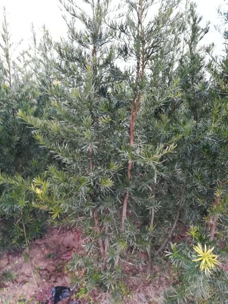 罗汉松雀舌罗汉松罗汉松盆景地栽苗
