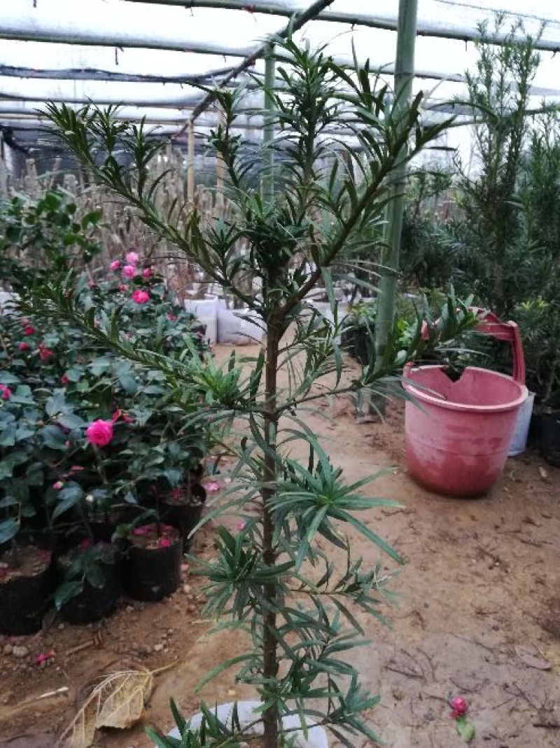 罗汉松雀舌罗汉松罗汉松盆景地栽苗