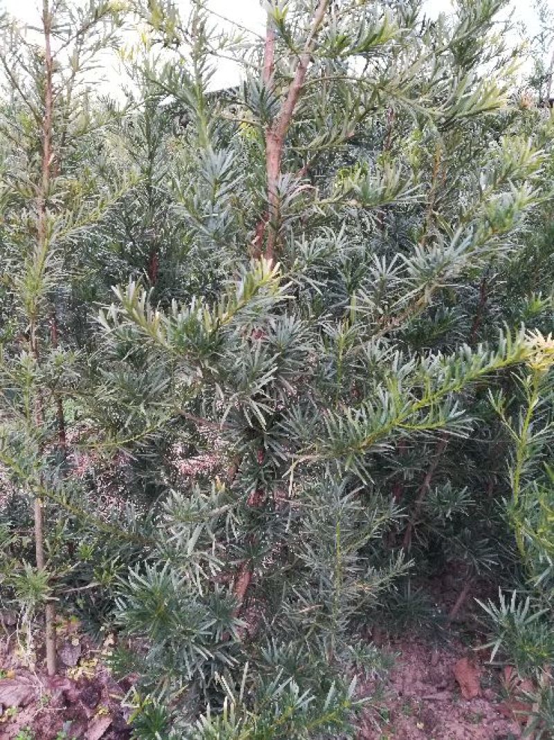 罗汉松雀舌罗汉松罗汉松盆景地栽苗
