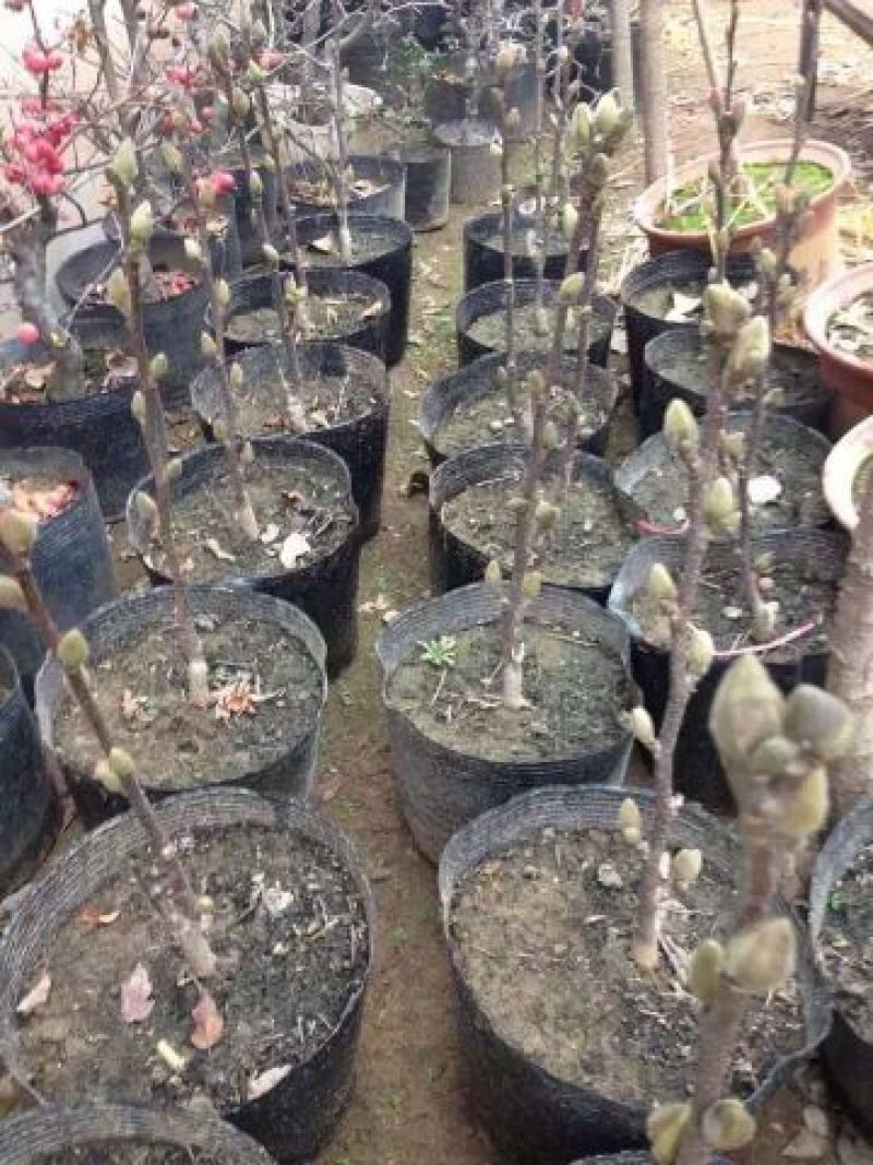 黄玉兰苗黄花玉兰树苗，当年开花