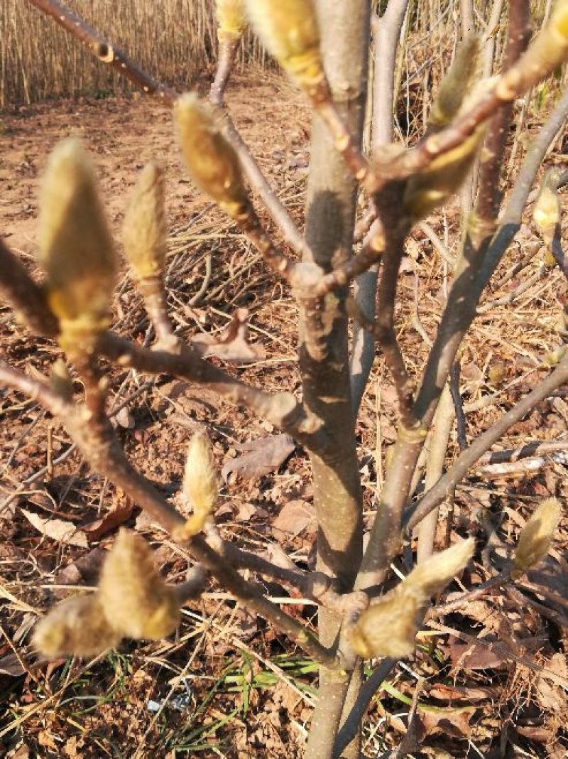 黄玉兰苗黄花玉兰树苗，当年开花