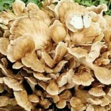 栗蘑一级