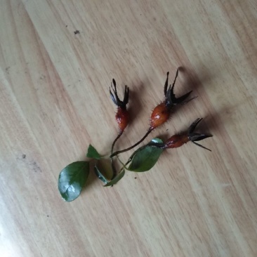 刺梨鲜