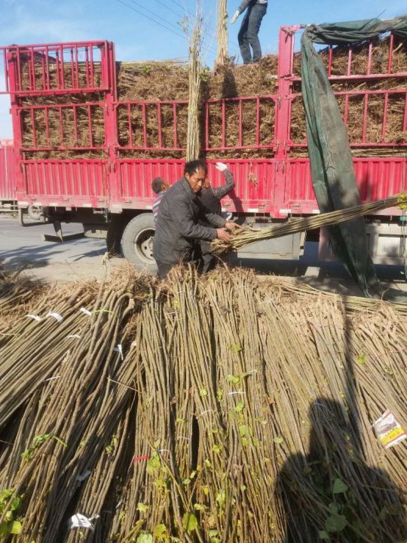 杨树苗2公分