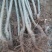 杨树苗2公分