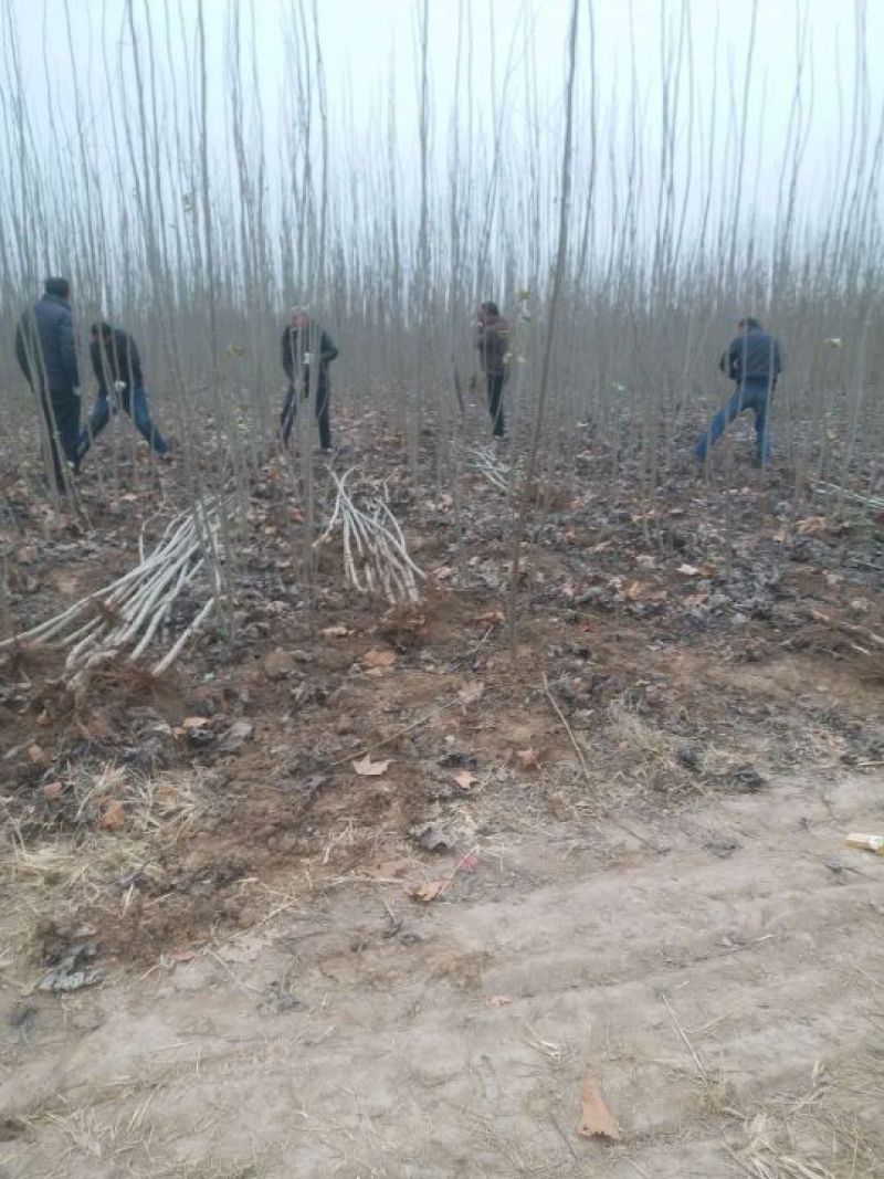 杨树苗2公分