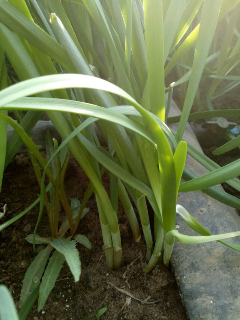 韭菜头茬